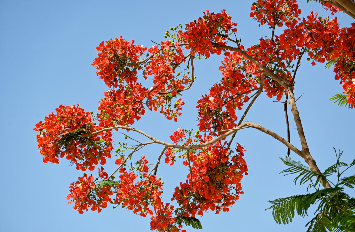 Изображение особи Delonix regia.