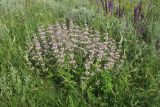 Phlomis pungens