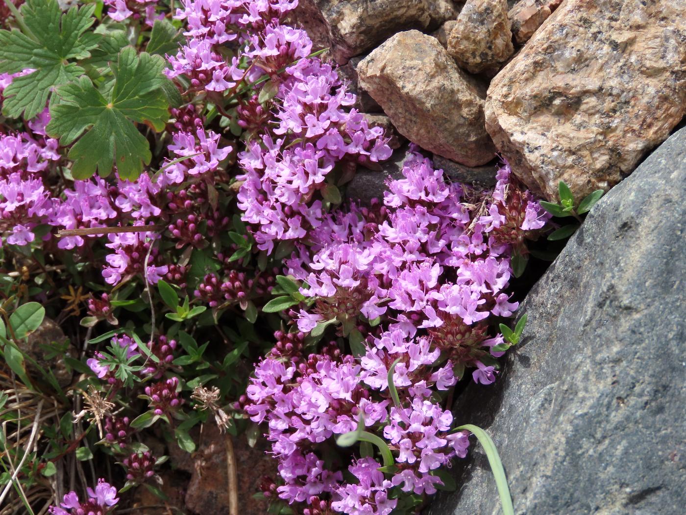 Image of Thymus seravschanicus specimen.