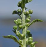 Artemisia laciniata