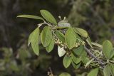 род Cotoneaster