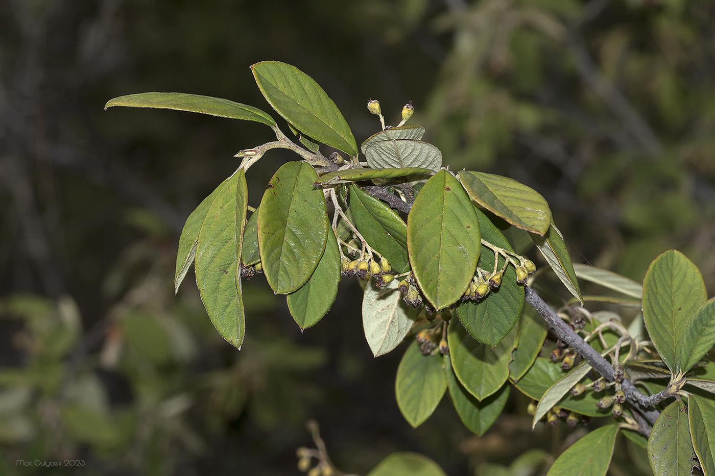 Изображение особи род Cotoneaster.