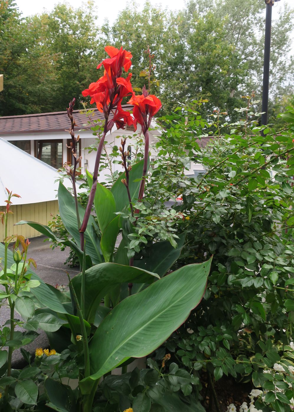 Изображение особи Canna indica.