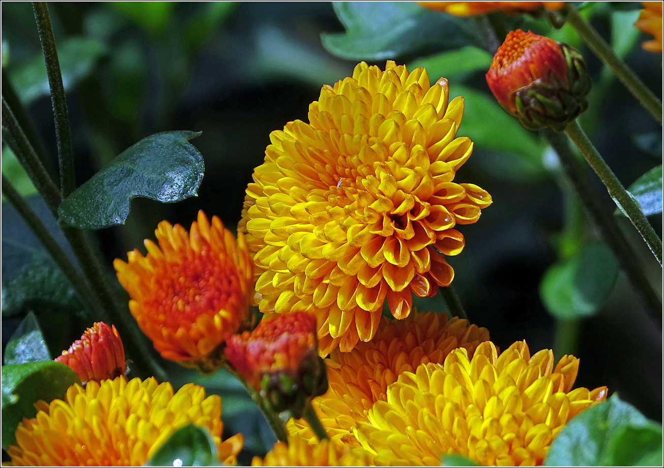 Image of Chrysanthemum indicum specimen.