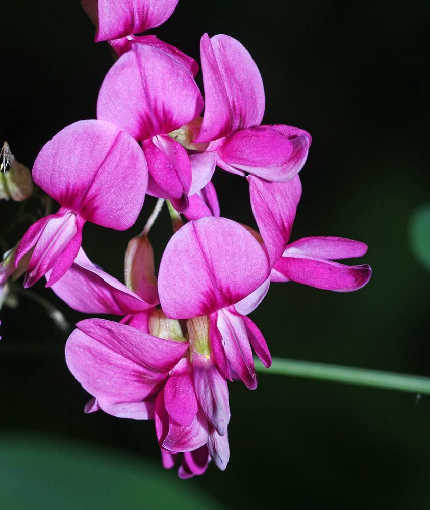 Image of Lespedeza bicolor specimen.