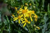 Senecio racemulifer