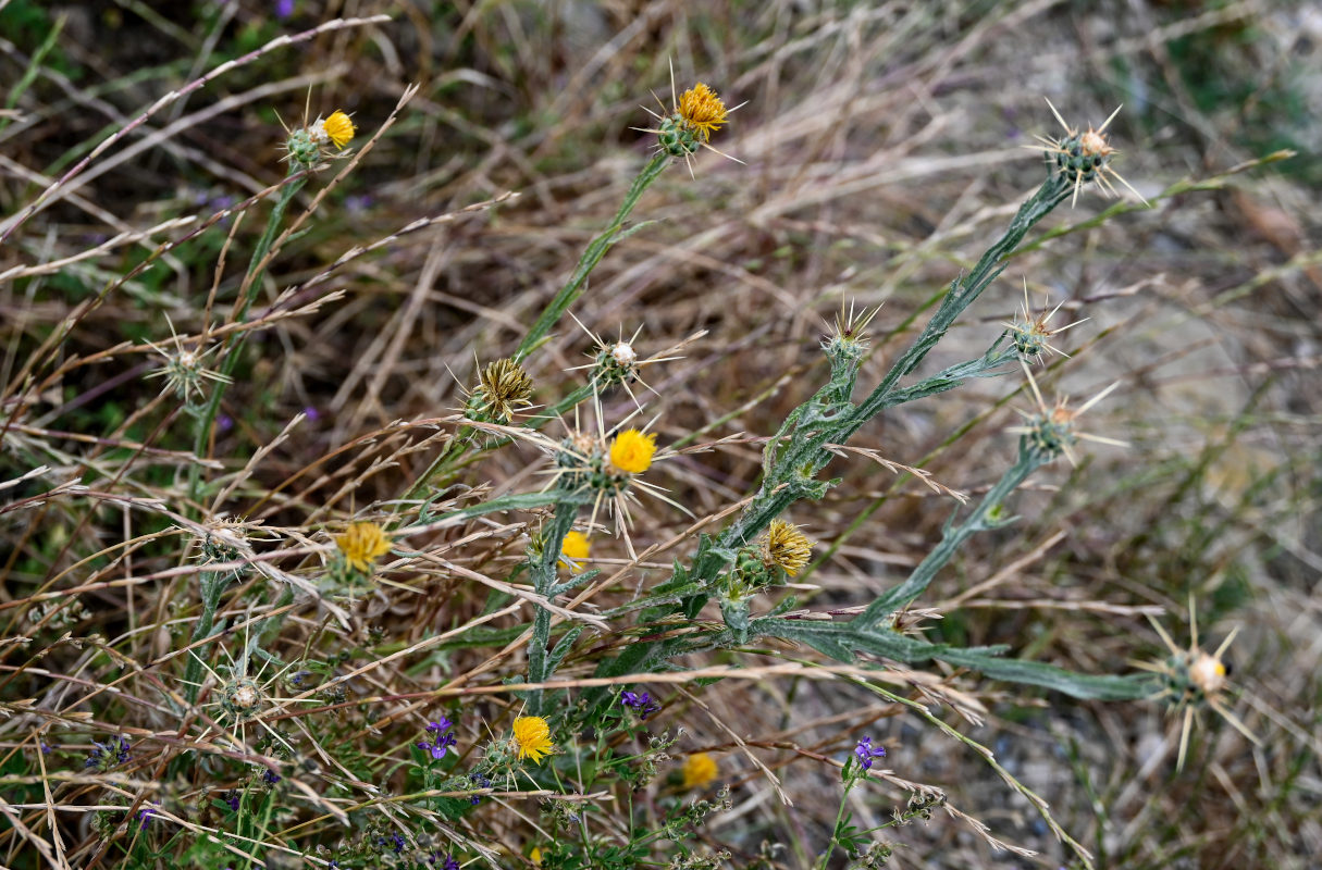 Image of Centaurea solstitialis specimen.