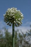 Allium pskemense