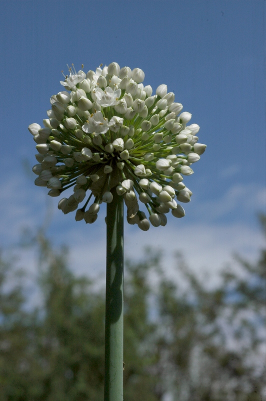 Image of Allium pskemense specimen.