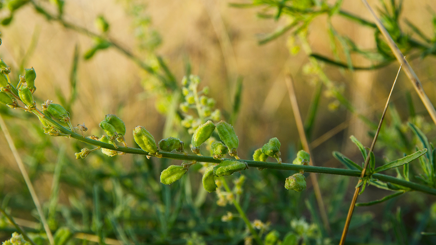 Изображение особи Reseda lutea.