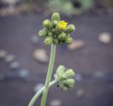 genus Pilosella. Соцветие с развивающимися и раскрывающейся корзинкой. Пермский край, Кунгурский муниципальный округ, с. Моховое, станция Иренский, между ж.-д. путями. 04.06.2023.