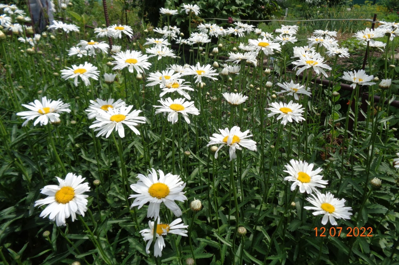 Image of Leucanthemum maximum specimen.