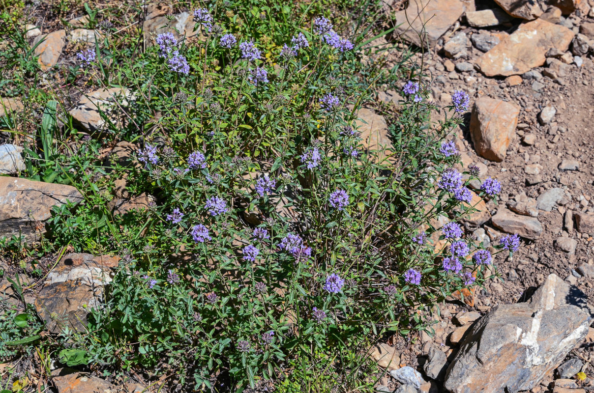 Image of Ziziphora clinopodioides specimen.