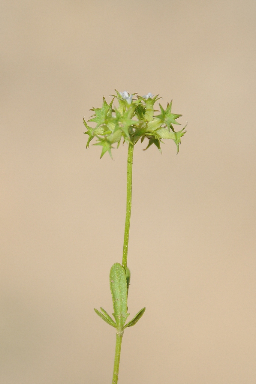 Изображение особи Valerianella dactylophylla.