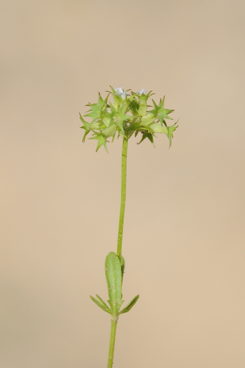 Image of Valerianella dactylophylla specimen.