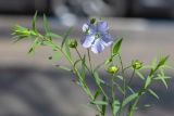 Linum usitatissimum