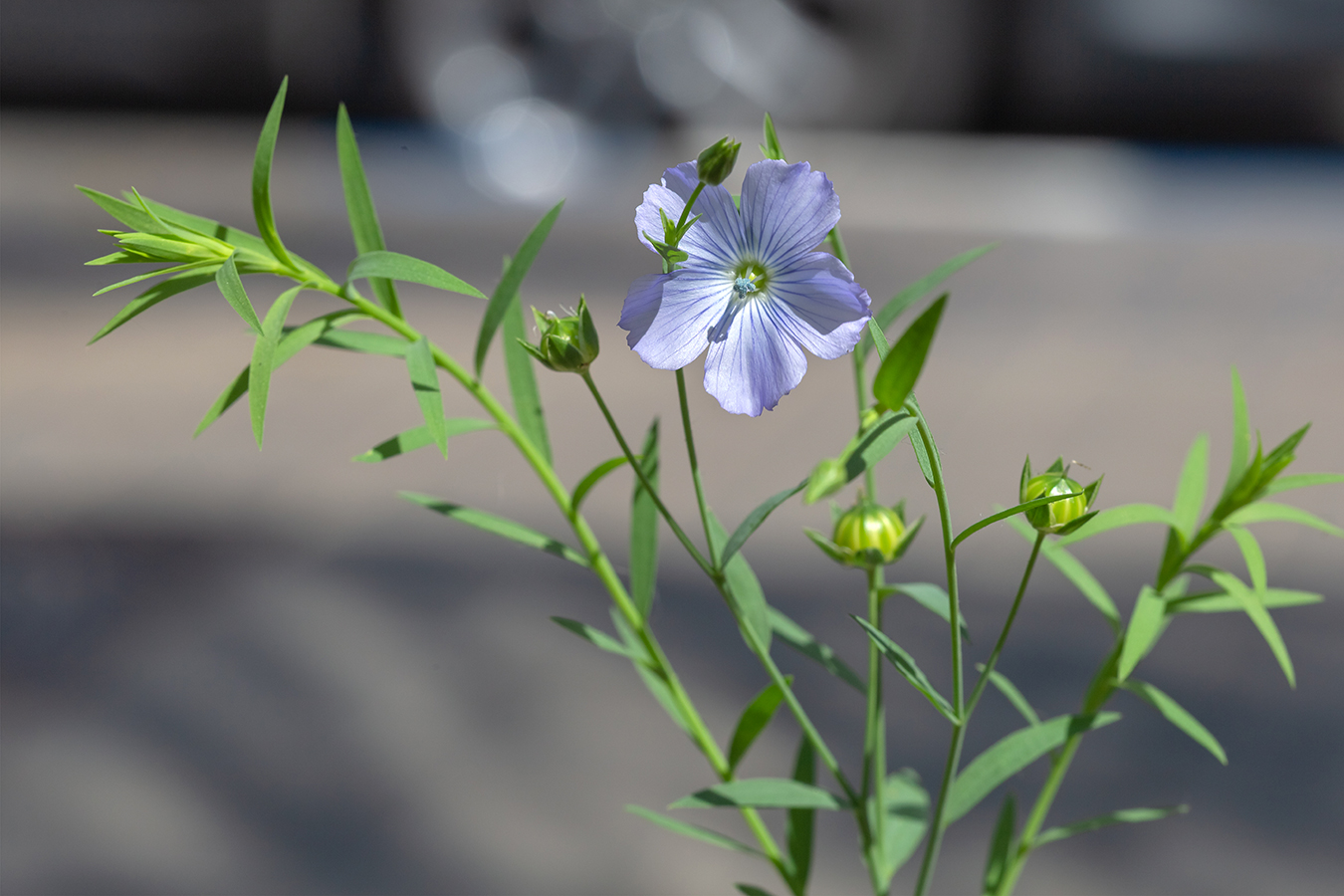 Image of Linum usitatissimum specimen.