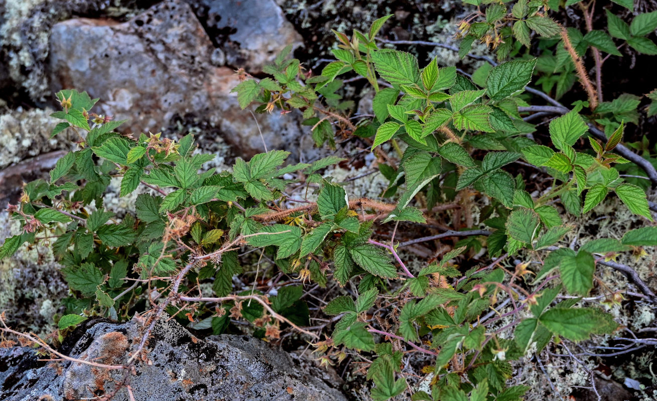 Image of Rubus matsumuranus specimen.