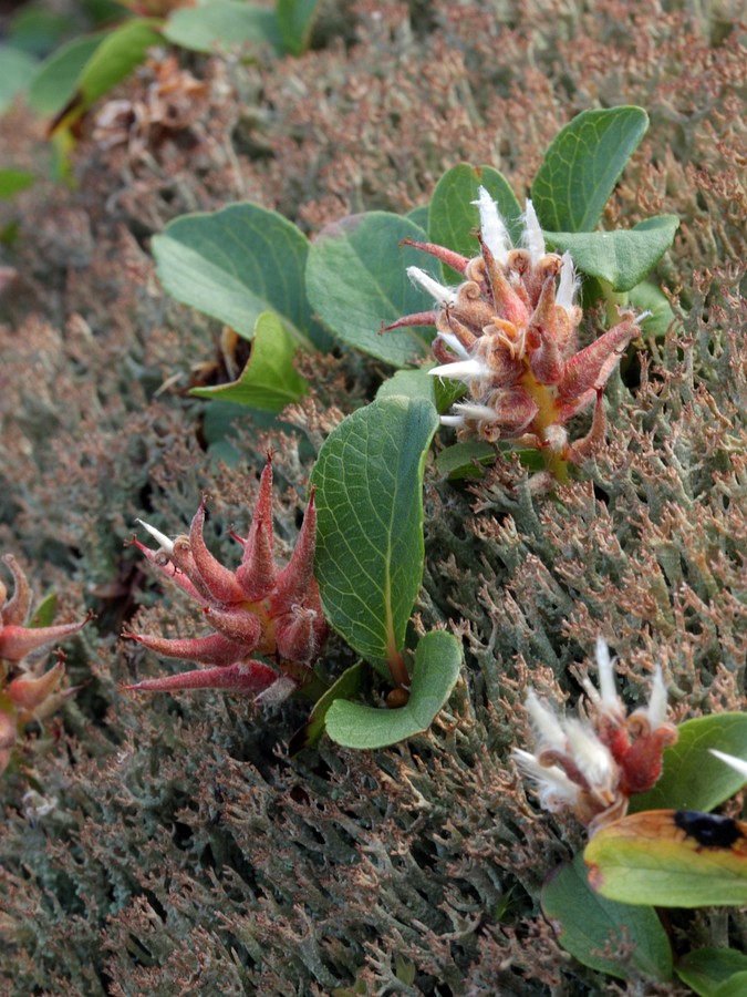 Image of Salix polaris specimen.