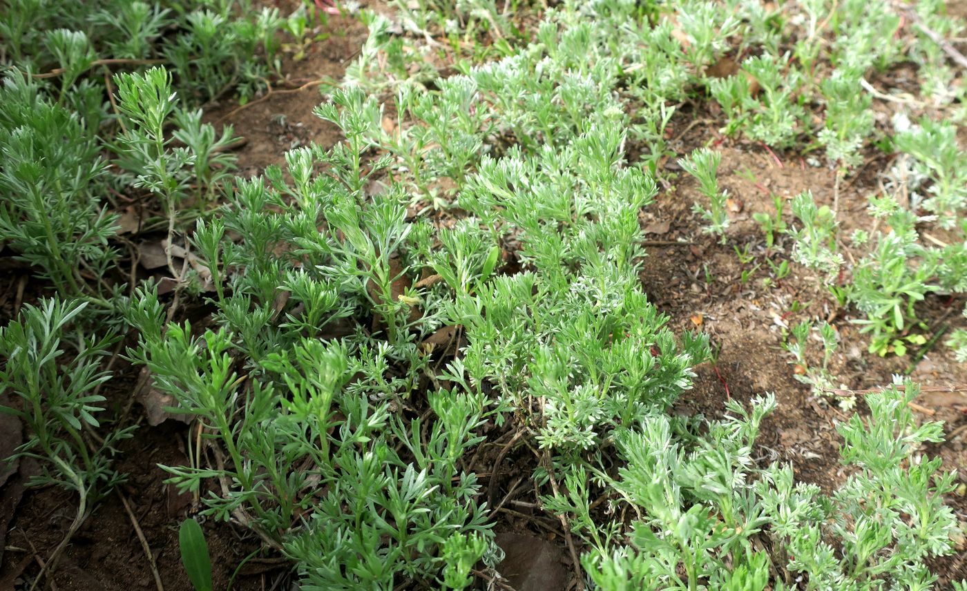Изображение особи род Artemisia.