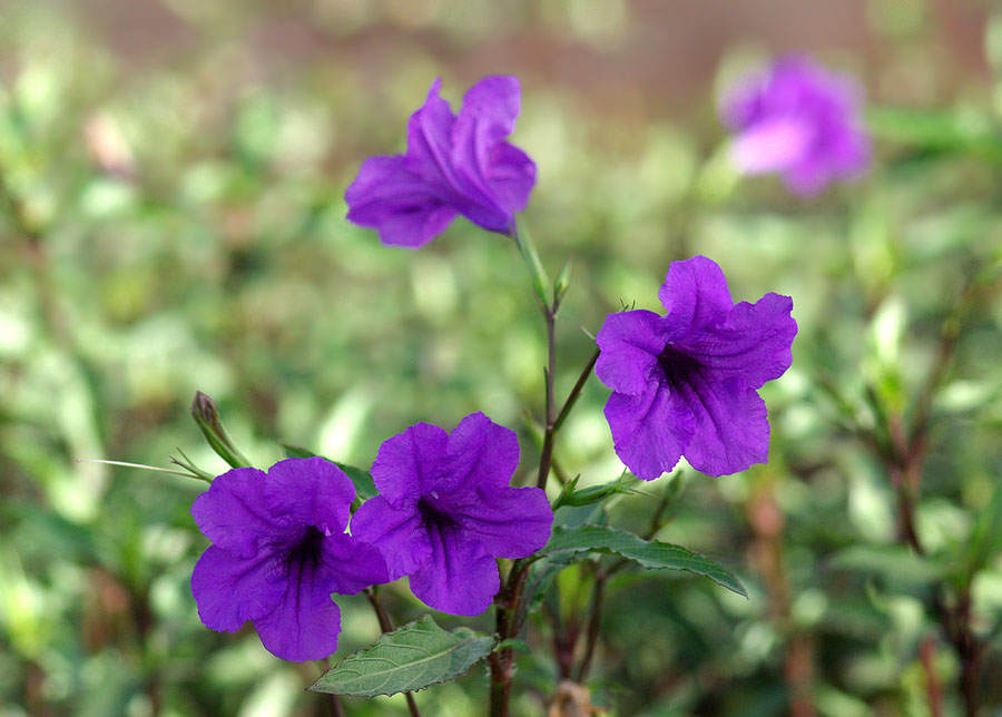 Изображение особи род Ruellia.