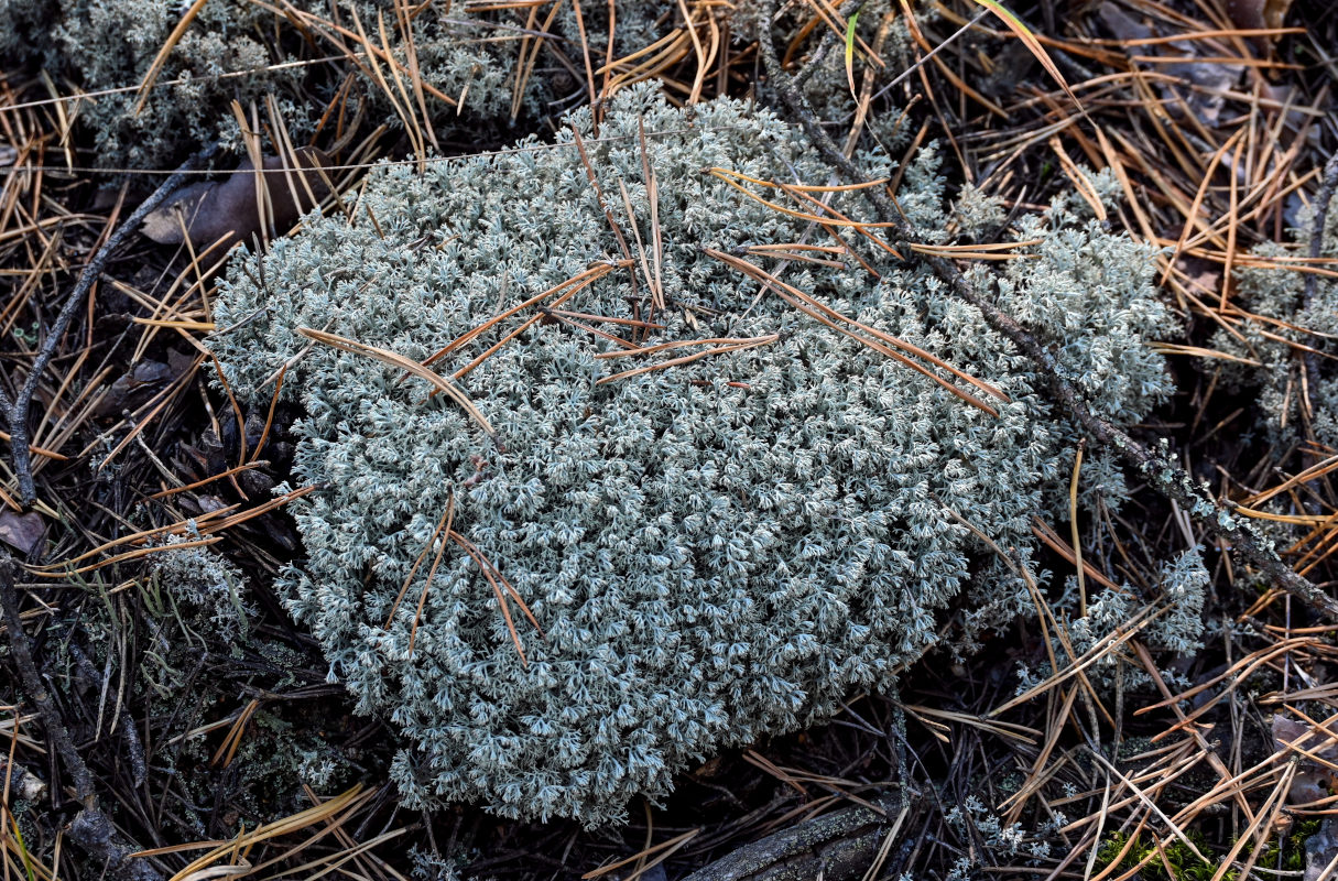 Изображение особи род Cladonia.