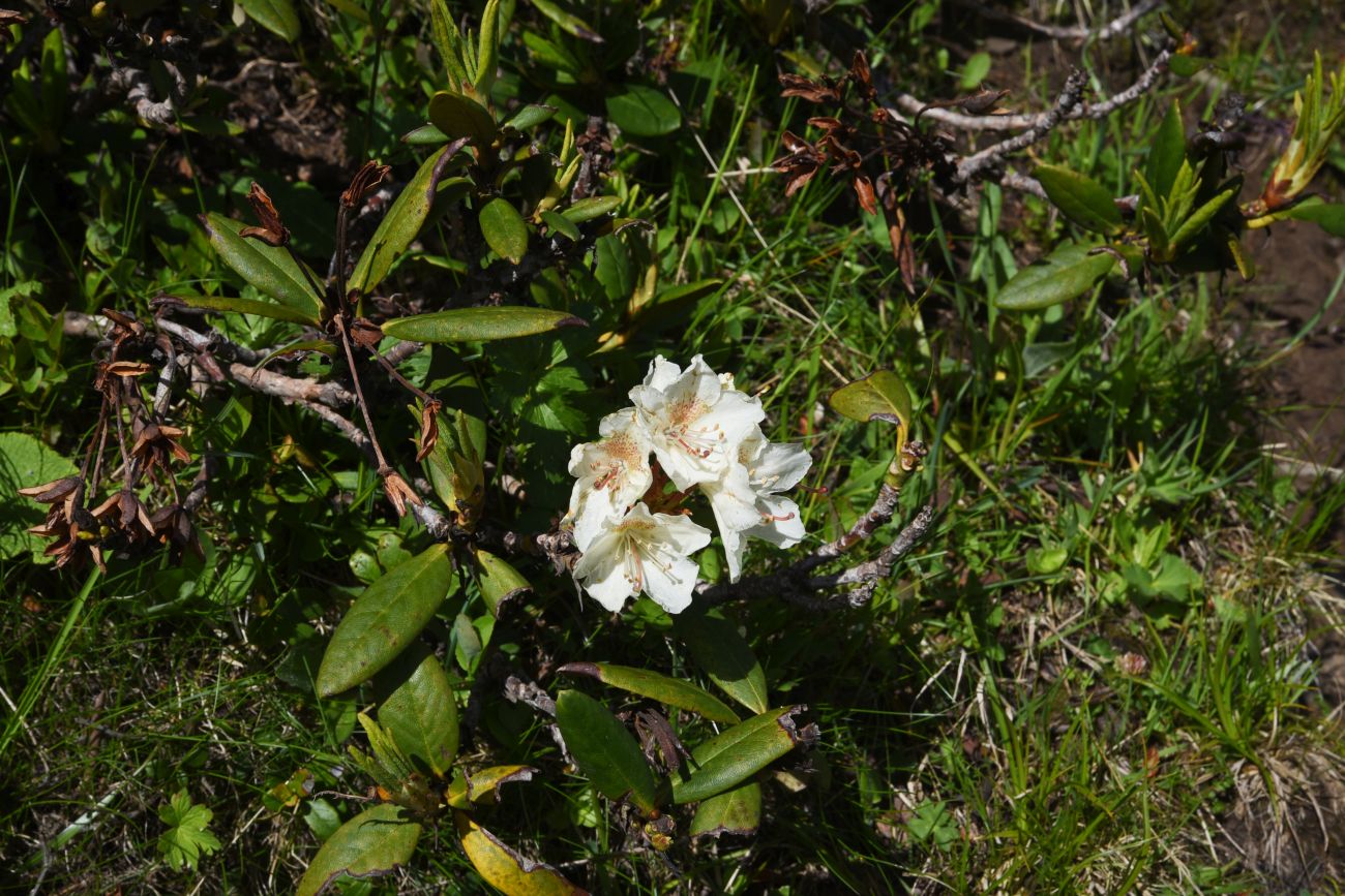 Изображение особи Rhododendron caucasicum.