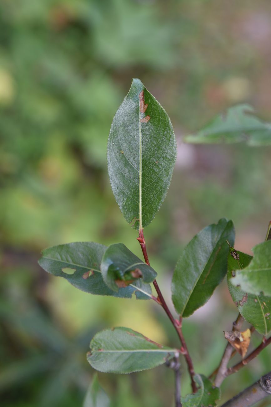 Изображение особи Salix pentandrifolia.