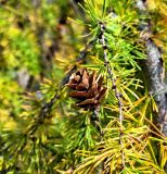 Larix gmelinii