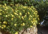 Euryops pectinatus