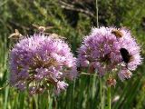 Allium senescens. Соцветия. Питаются: справа внизу - муха-журчалка из сем. Syrphidae (вероятно, род Volucella), все прочие - мухи-жужжала (семейство Bombyliidae). Бурятия, южное побережье оз. Гусиное. 12 августа 2005 г.