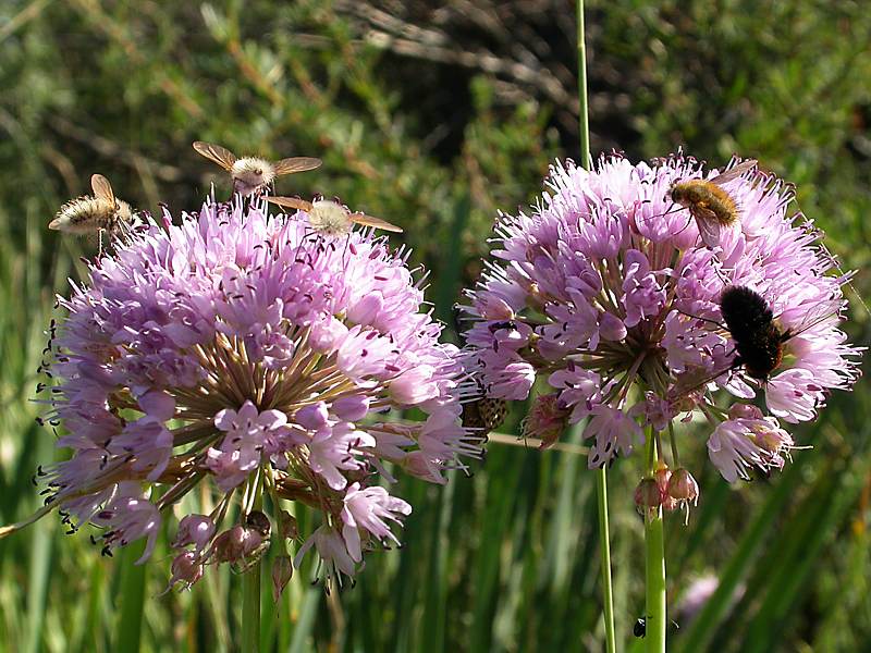 Image of Allium senescens specimen.