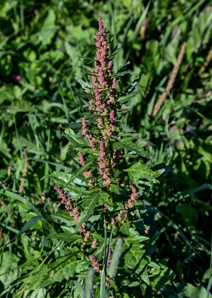 Изображение особи Oxybasis rubra.