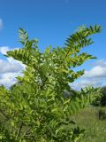 род Robinia. Верхушка молодого растения. Беларусь, Витебская обл., окр. пос. Езерище, дендрарий, суходольный луг. 20.07.2024.