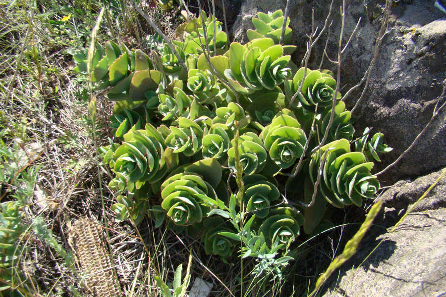 Изображение особи Hylotelephium stepposum.