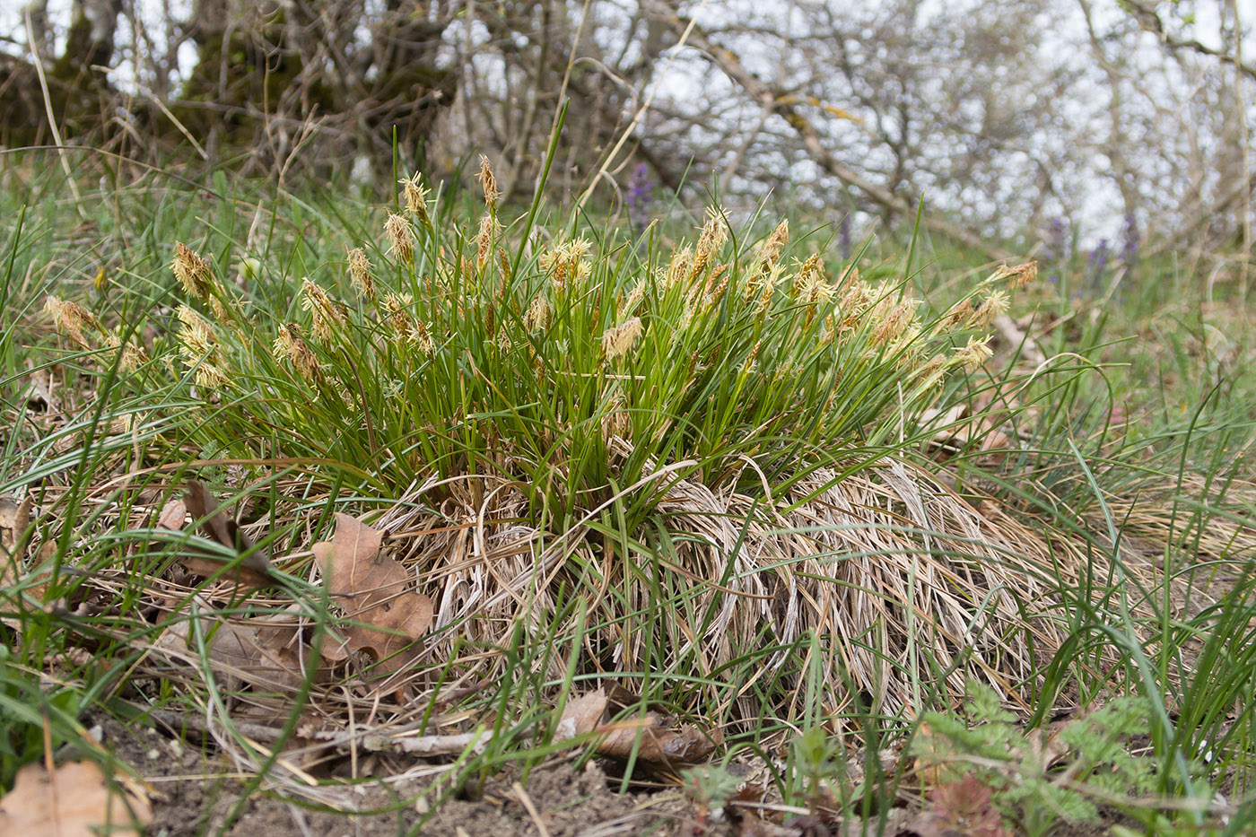 Image of Carex halleriana specimen.