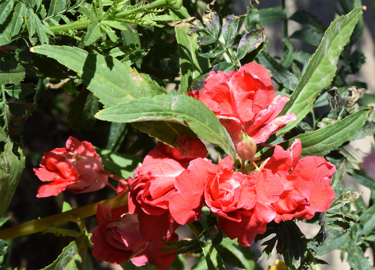 Image of Impatiens balsamina specimen.