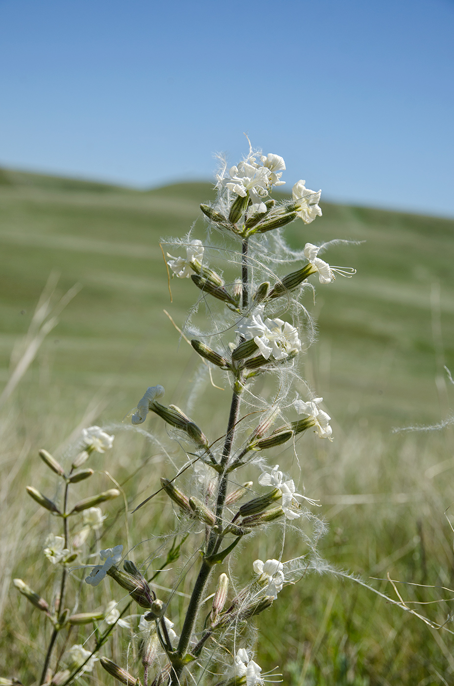 Изображение особи Silene viscosa.