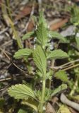 Sideritis romana. Верхушка растения с соцветиями и формирующимися соплодиями. Испания, Каталония, пров. Жирона, комарка Баш Эмпорда, муниципалитет Санта-Кристина-де-Аро, окр. н.п. Романья-де-ла-Сельва, опушка разреженного дубового (Quercus suber) леса, задернованная трещина в обнажениях пород. 27.04.2025.