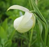 Cypripedium macranthos. Верхушка побега с цветком (Cypripedium macranthos Sw. var. flavum Mandl). Приморский край, Октябрьский р-н, окр. с. Гранатовка, разреженные заросли кустарников. 21.05.2025.