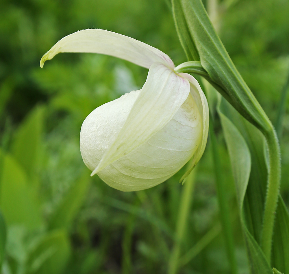 Image of Cypripedium macranthos specimen.