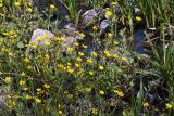 Ranunculus repens