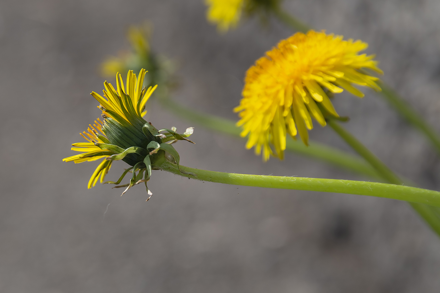 Image of Taraxacum officinale specimen.