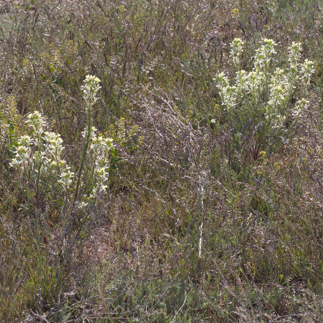 Image of Erysimum leucanthemum specimen.