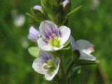 Veronica serpyllifolia