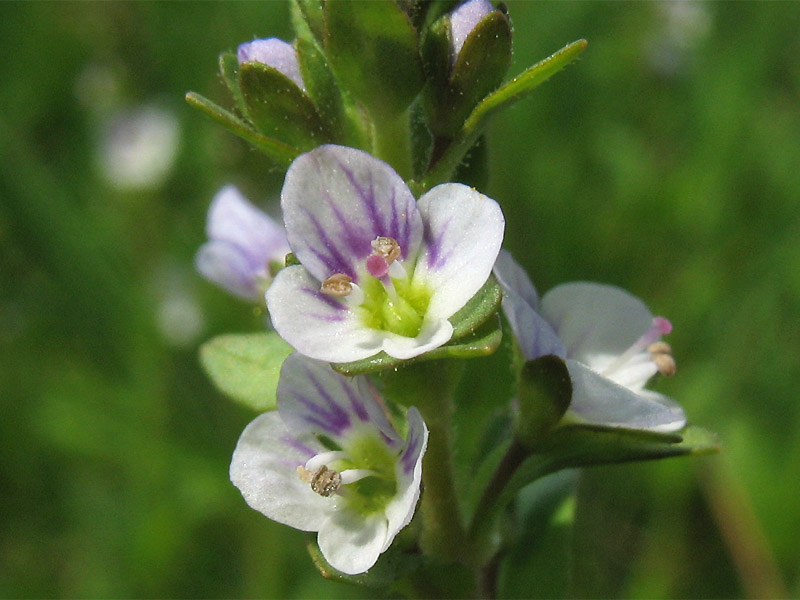 Image of Veronica serpyllifolia specimen.