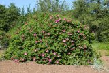 Rosa rugosa