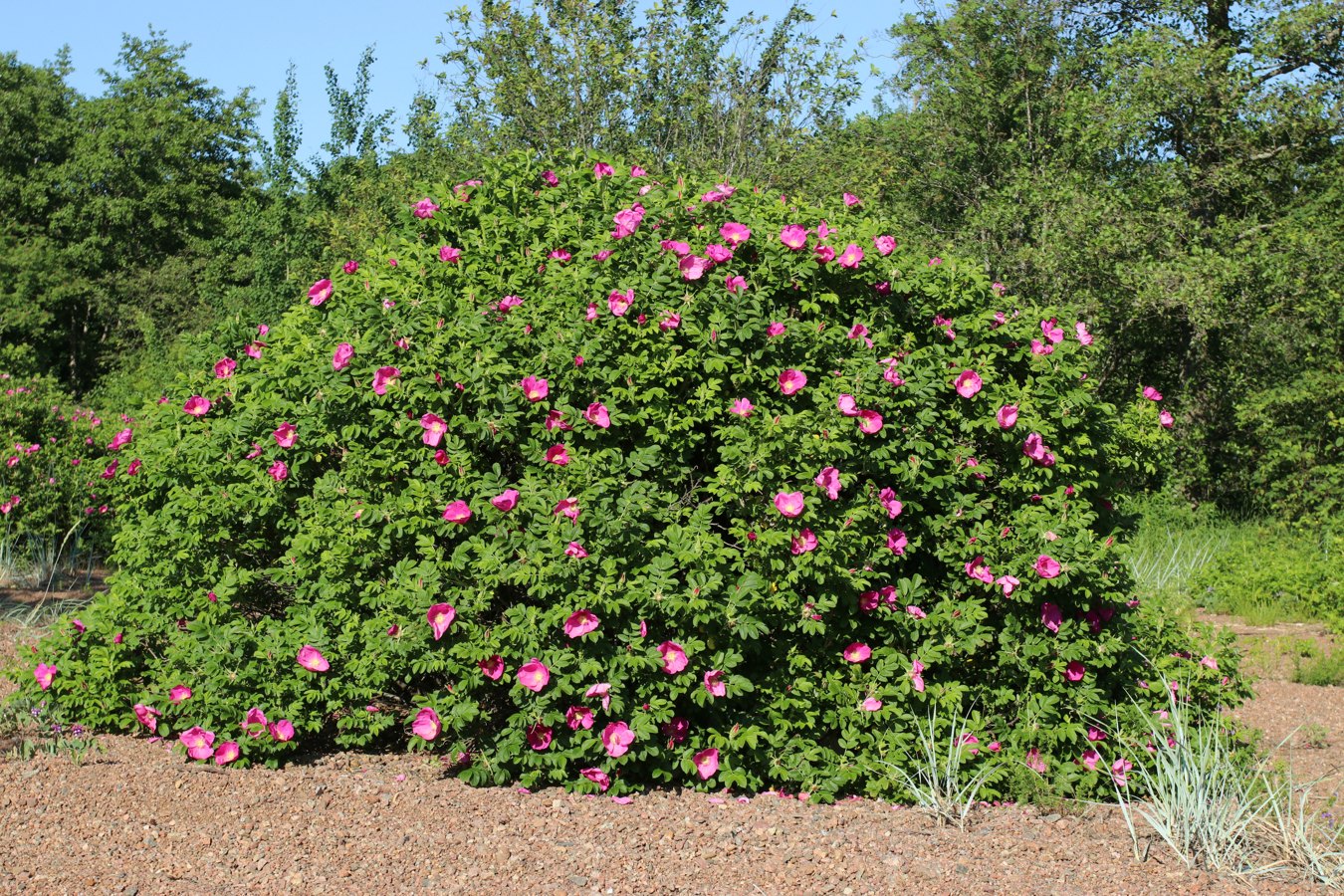 Image of Rosa rugosa specimen.