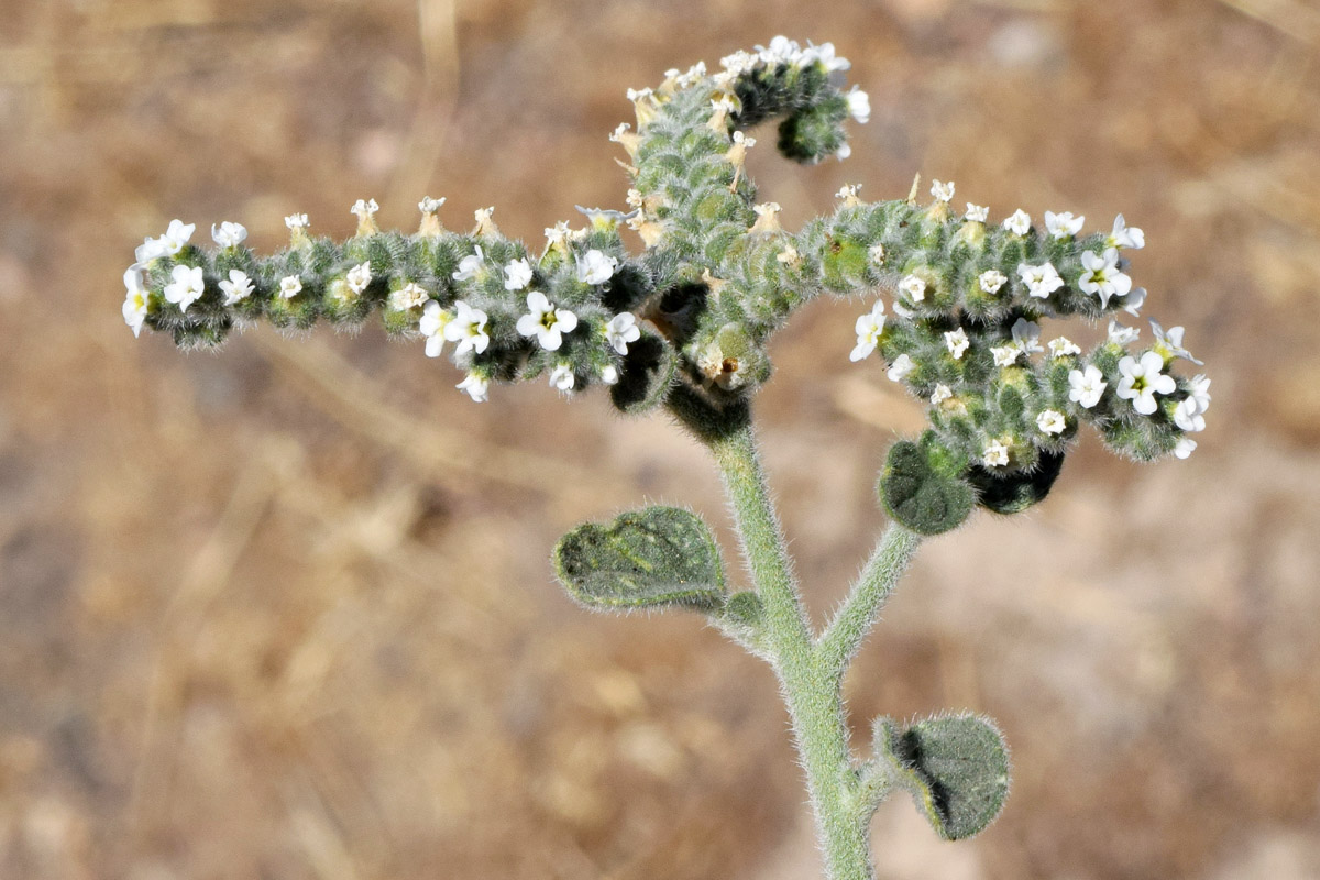 Image of Heliotropium ellipticum specimen.