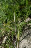семейство Apiaceae